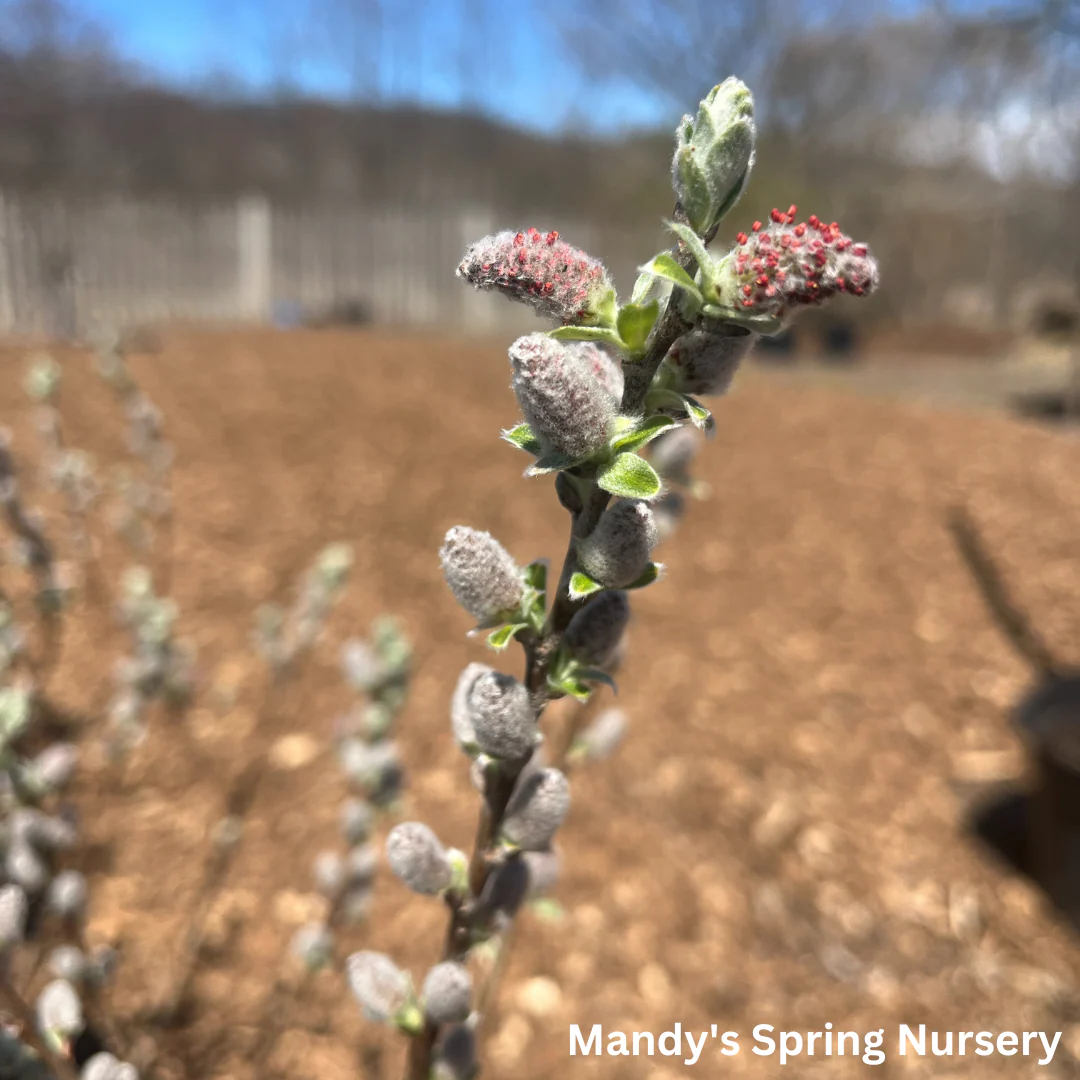 Iceberg Alley Sageleaf Willow | Salix candida - Image 15