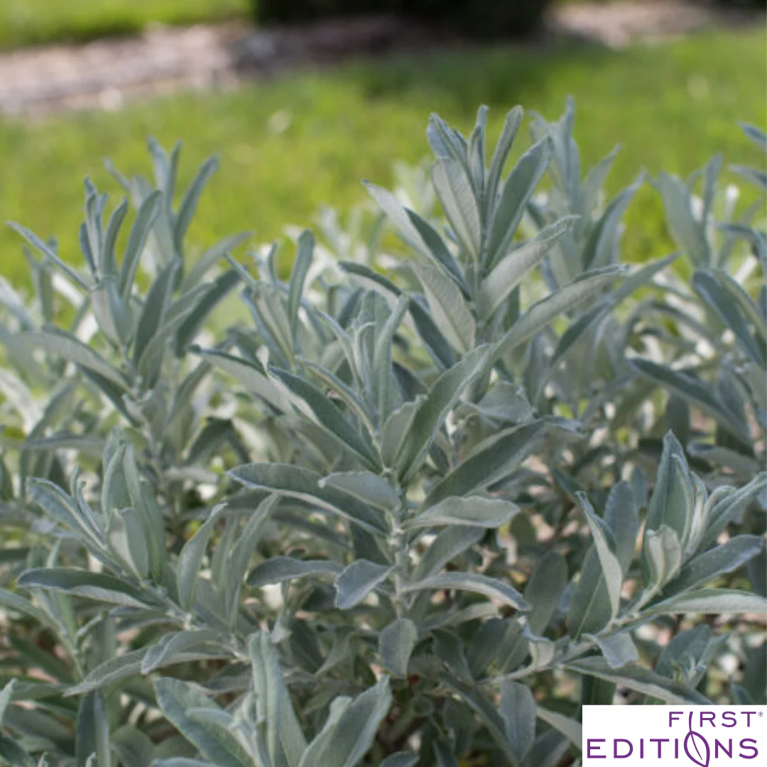 Iceberg Alley Sageleaf Willow | Salix candida - Image 3
