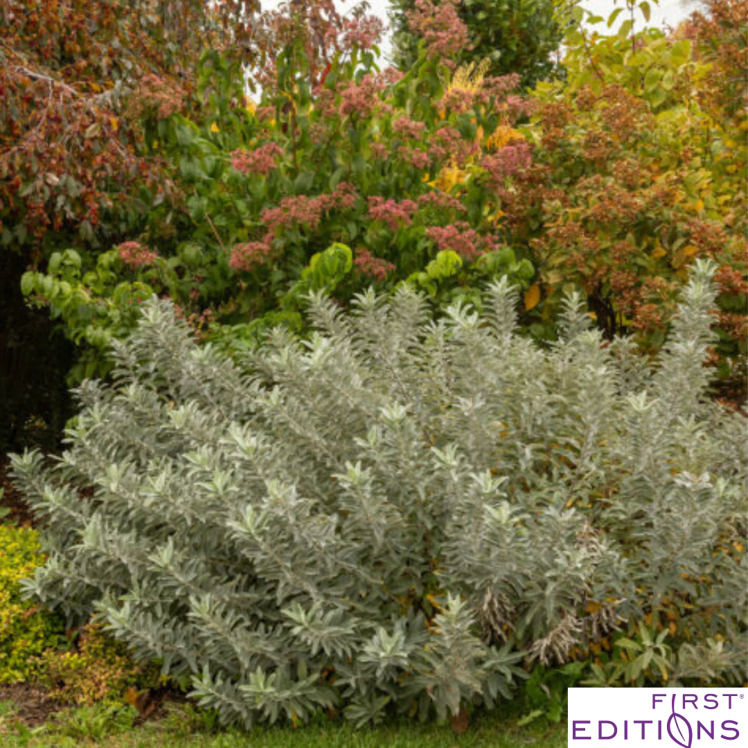Iceberg Alley Sageleaf Willow | Salix candida - Image 4