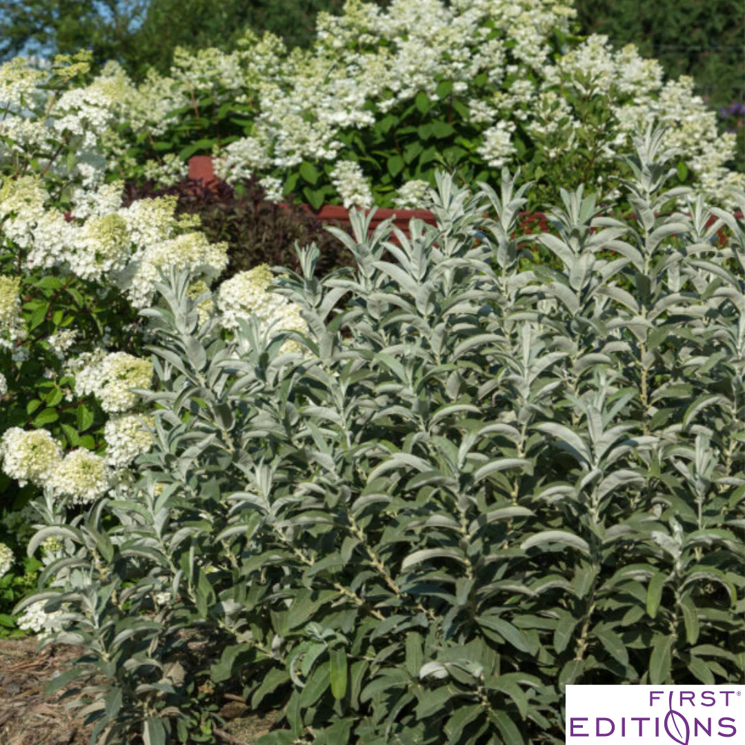 Iceberg Alley Sageleaf Willow | Salix candida - Image 5