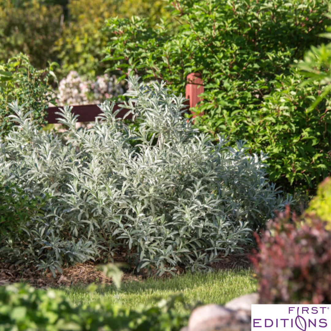 Iceberg Alley Sageleaf Willow | Salix candida - Image 6