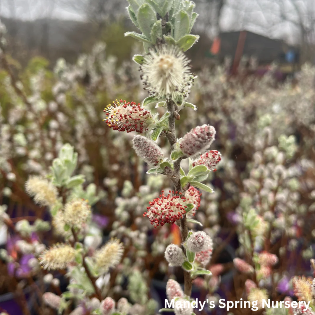 Iceberg Alley Sageleaf Willow | Salix candida - Image 9