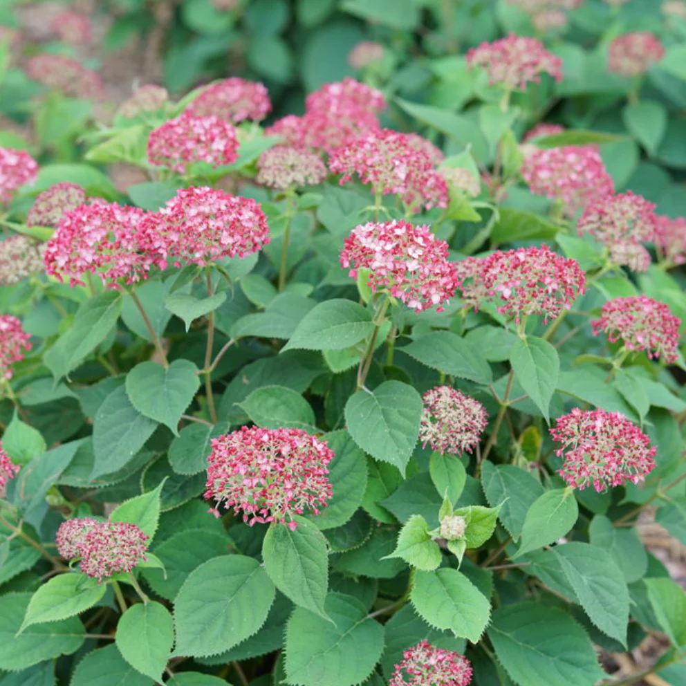 Invincibelle Ruby Smooth Hydrangea | Hydrangea arborescens - Image 3