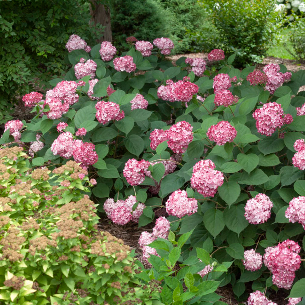Invincibelle Ruby Smooth Hydrangea | Hydrangea arborescens - Image 7