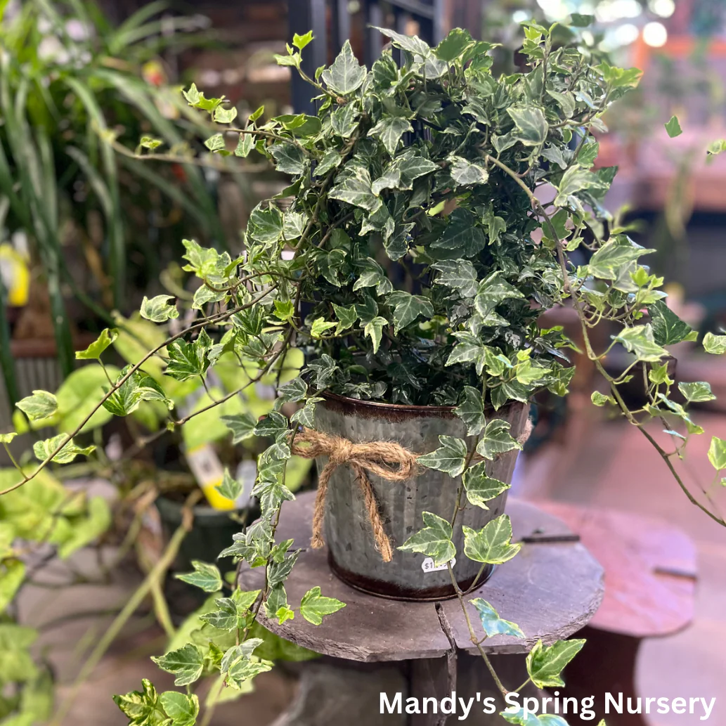 Ivy Assortment (Indoor) | Hedera helix (Assorted varieties) - Image 2