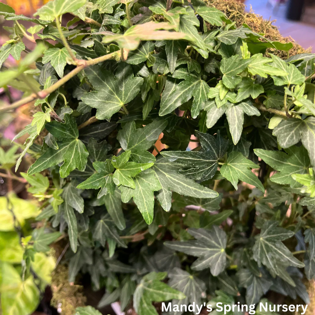 Ivy Assortment (Indoor) | Hedera helix (Assorted varieties) - Image 3