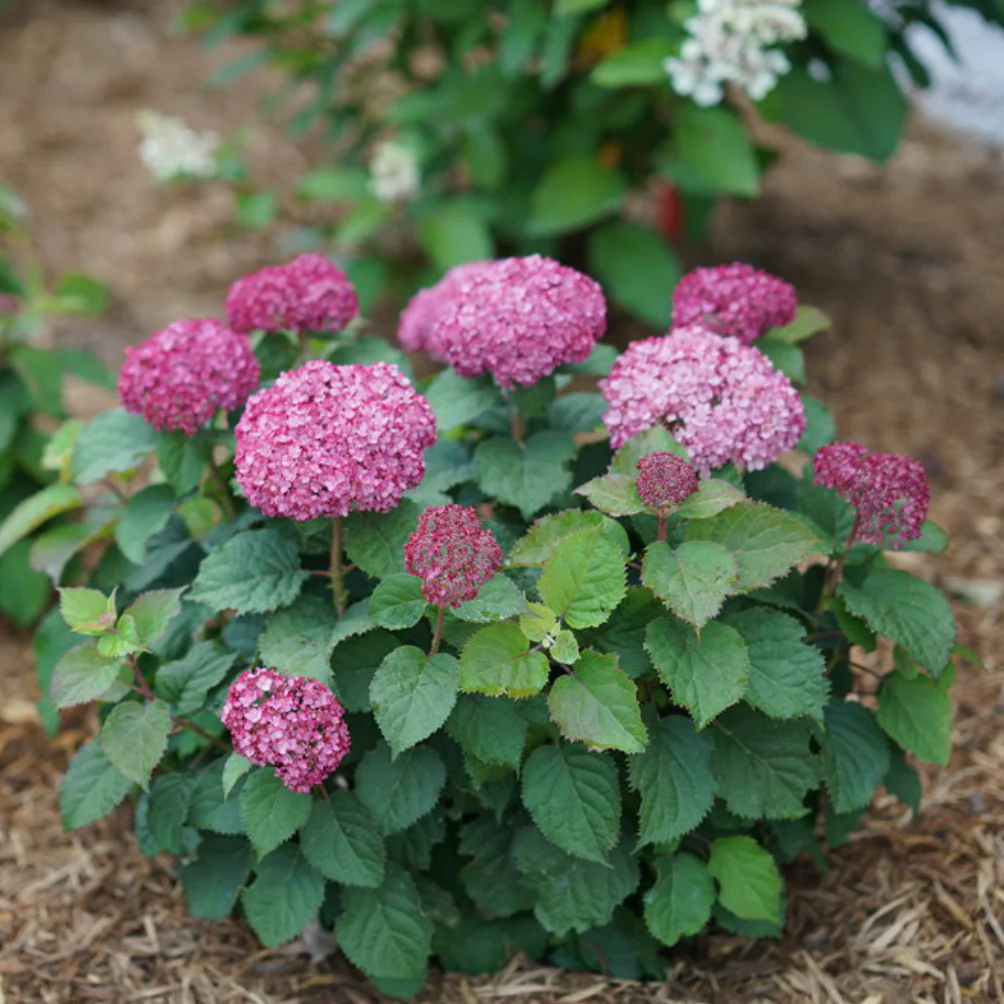 Invincibelle Mini Mauvette | Hydrangea arborescens - Image 2