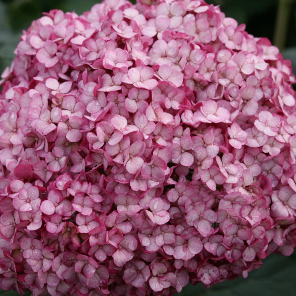 Invincibelle Mini Mauvette | Hydrangea arborescens - Image 4