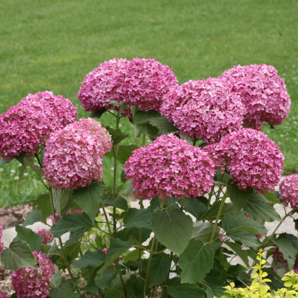 Invincibelle Mini Mauvette | Hydrangea arborescens - Image 5