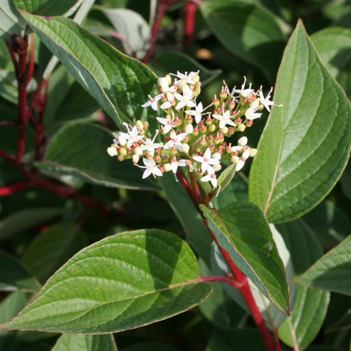 Isanti Red Twig Dogwood | Cornus sericea 'Isanti' - Image 2
