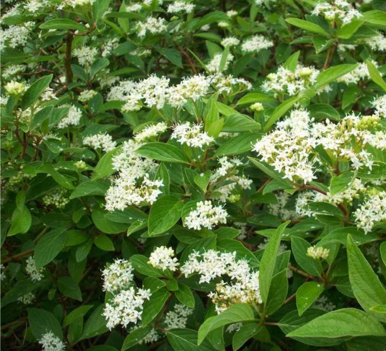Isanti Red Twig Dogwood | Cornus sericea 'Isanti' - Image 3