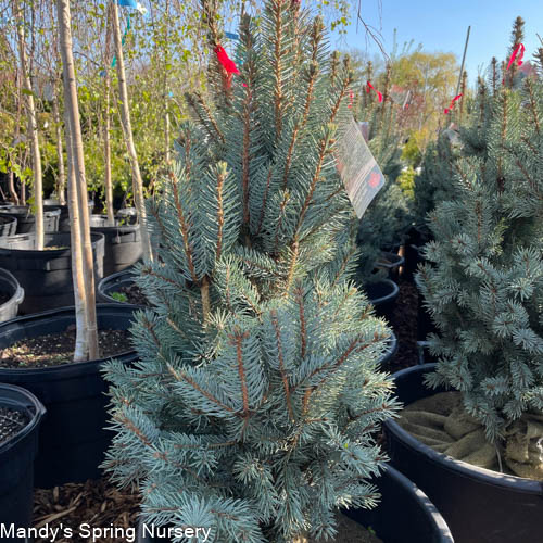 Iseli Fastigiate Blue Spruce | Picea pungens 'Iseli Fastigiate' - Image 2