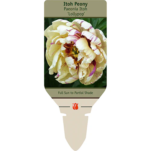 Lollypop Itoh Peony | Paeonia - Image 2