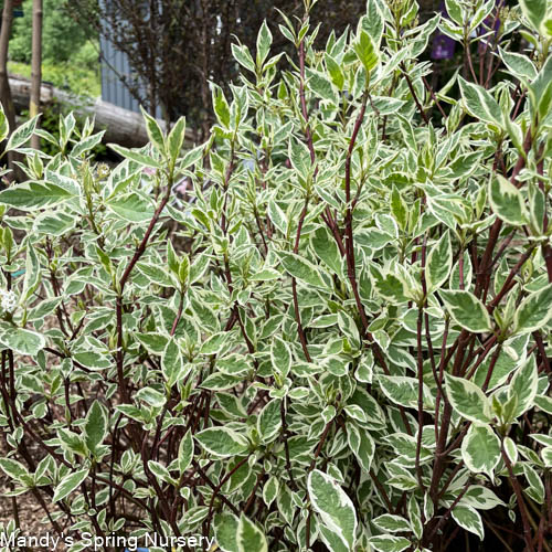 Ivory Halo Red twig Dogwood | Cornus alba - Image 3