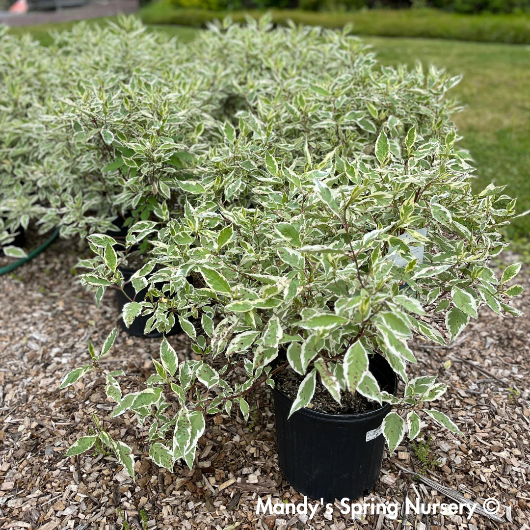Ivory Halo Red twig Dogwood | Cornus alba - Image 4