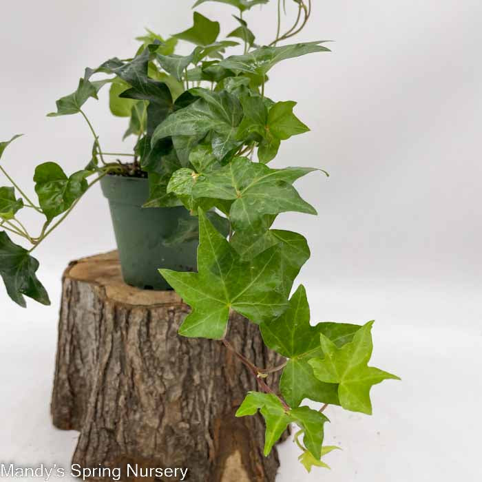 English Ivy | Hedera helix - Image 2