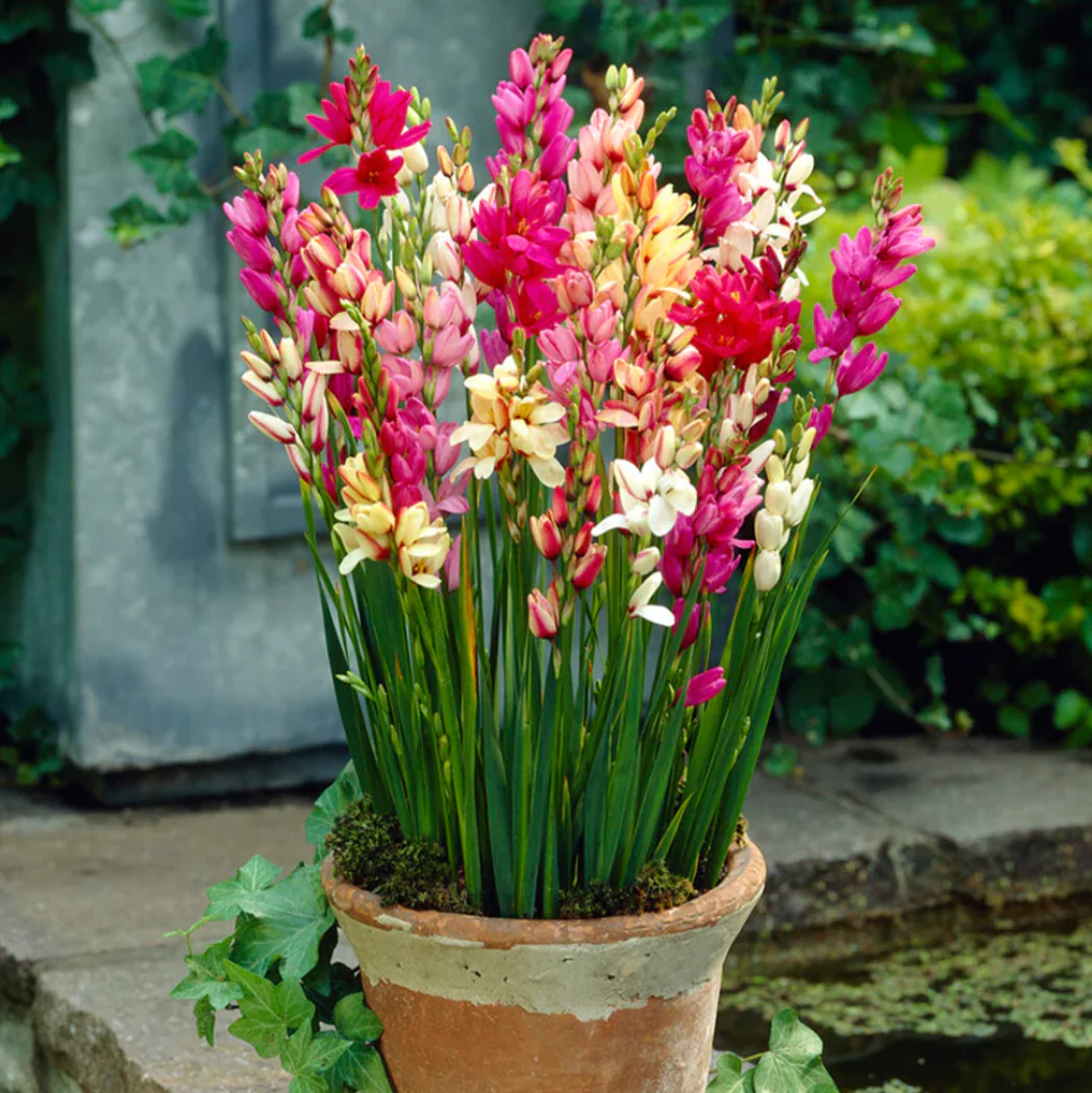 Bulbs - Wand Flower | Ixia Mixture - Image 2