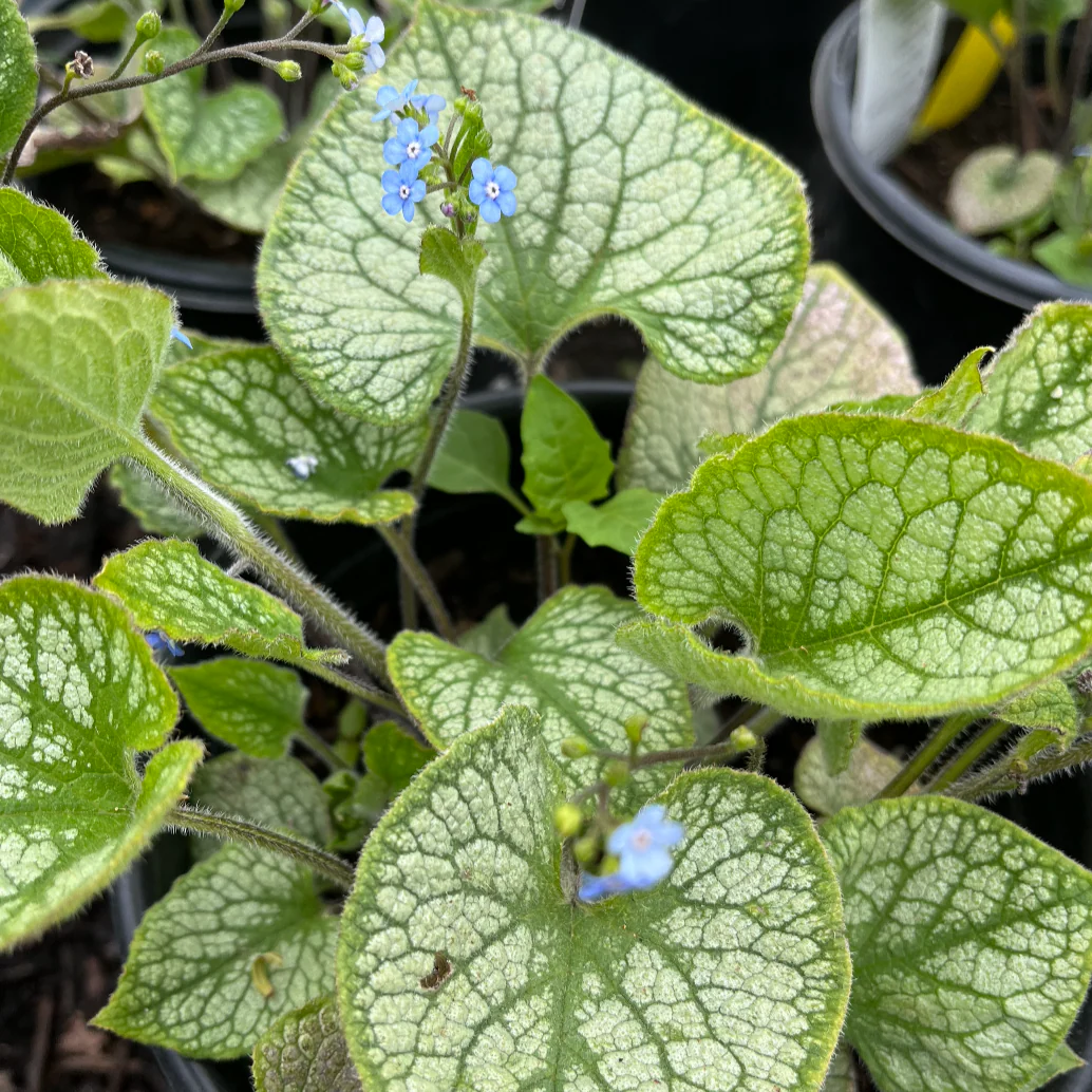 Jack Frost Brunnera | Brunnera macrophylla 'Jack Frost' - Image 3