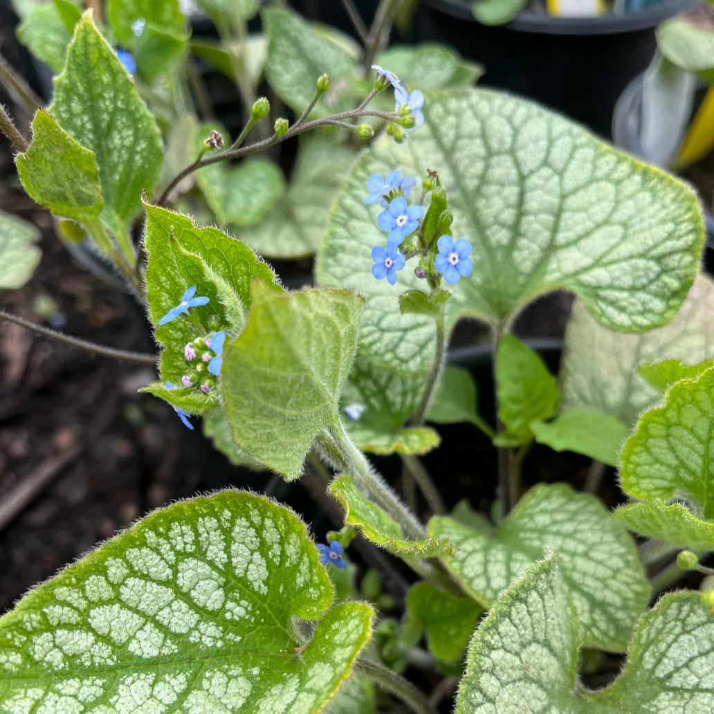 Jack Frost Brunnera | Brunnera macrophylla 'Jack Frost' - Image 4