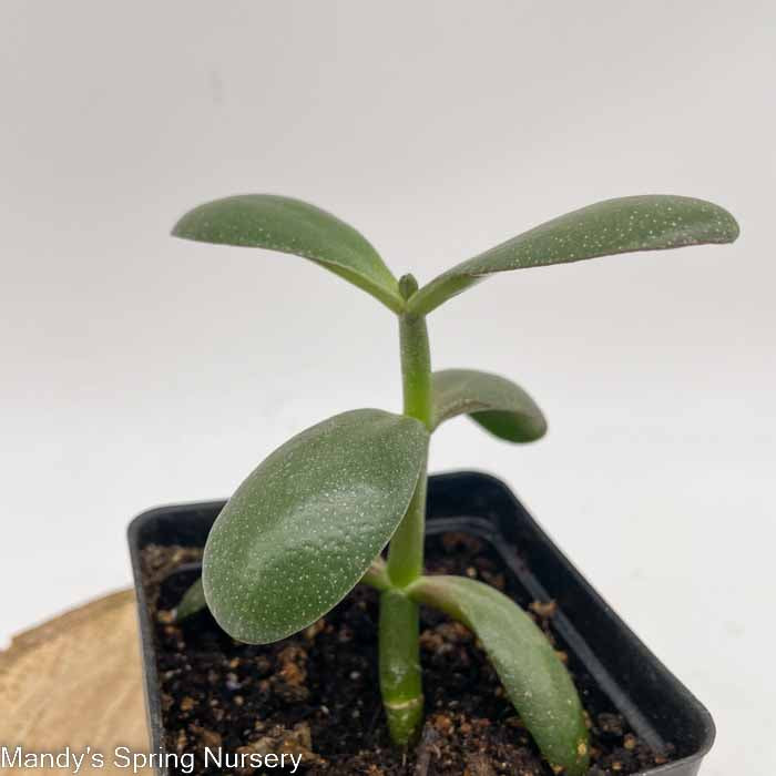 Jade | Crassula - Image 2