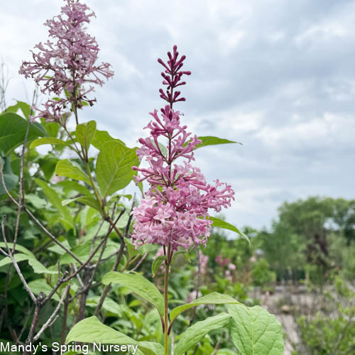 James Macfarlane Lilac | Syringa x prestoniae - Image 5