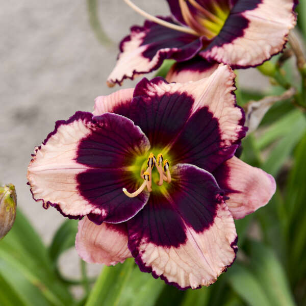 'Jane Trimmer' Reblooming Daylily | Hemerocallis - Image 2