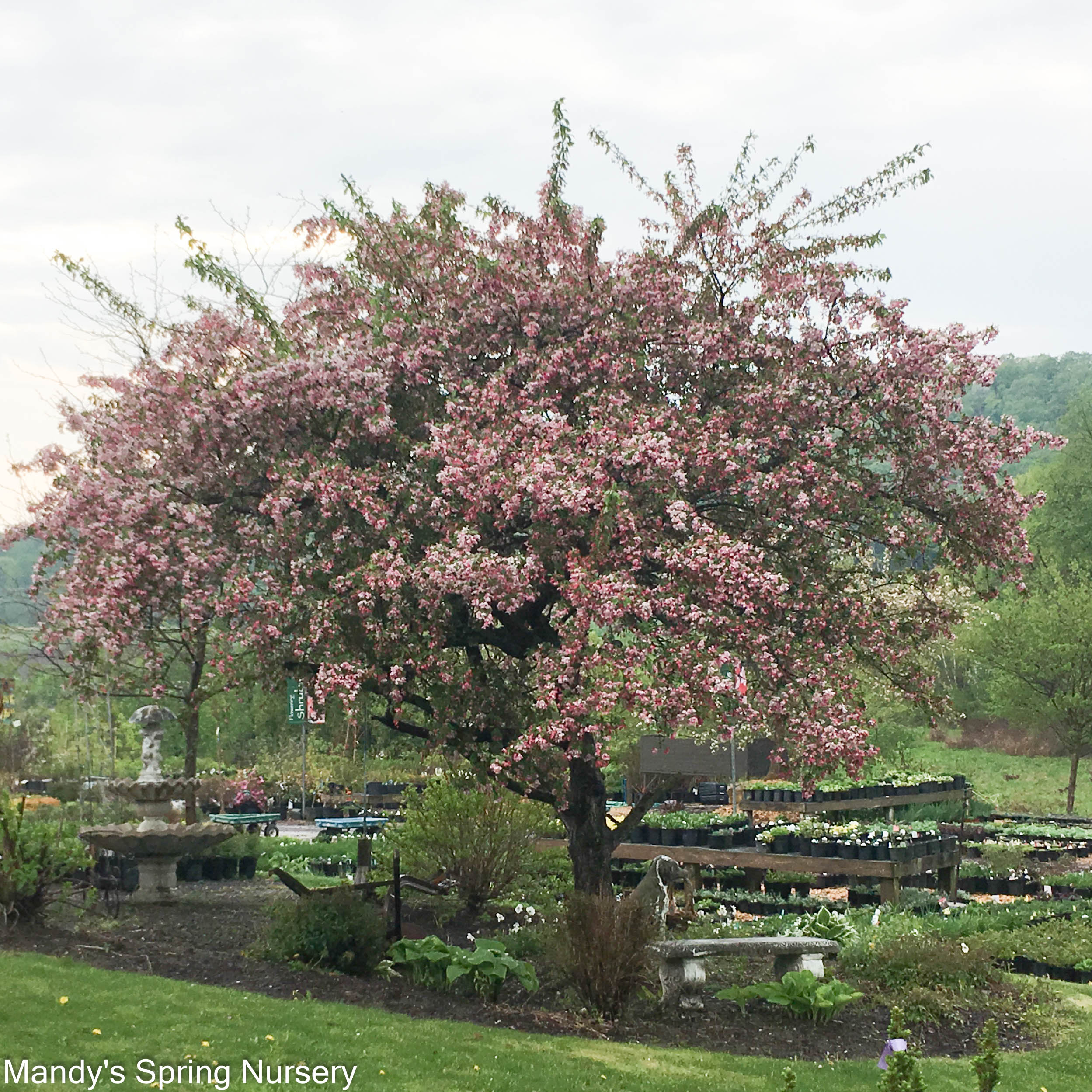 Japanese Flowering Crabapple | Malus floribunda - Image 2