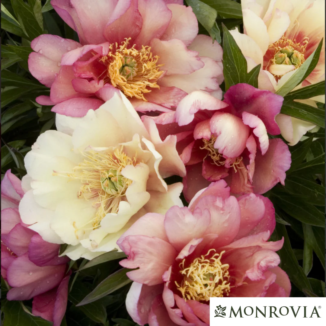 Julia Rose Itoh Peony | Paeonia - Image 3