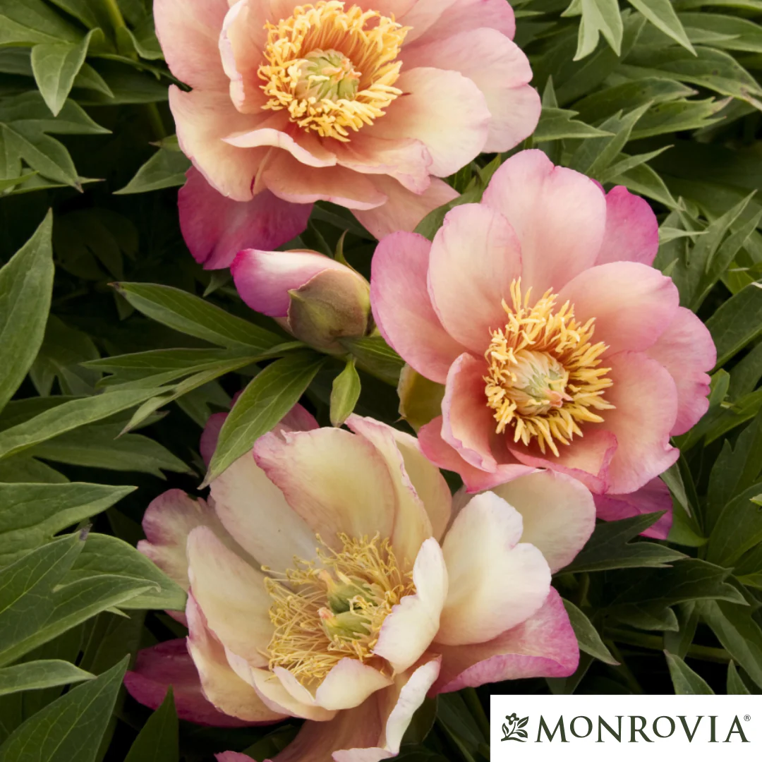 Julia Rose Itoh Peony | Paeonia - Image 4