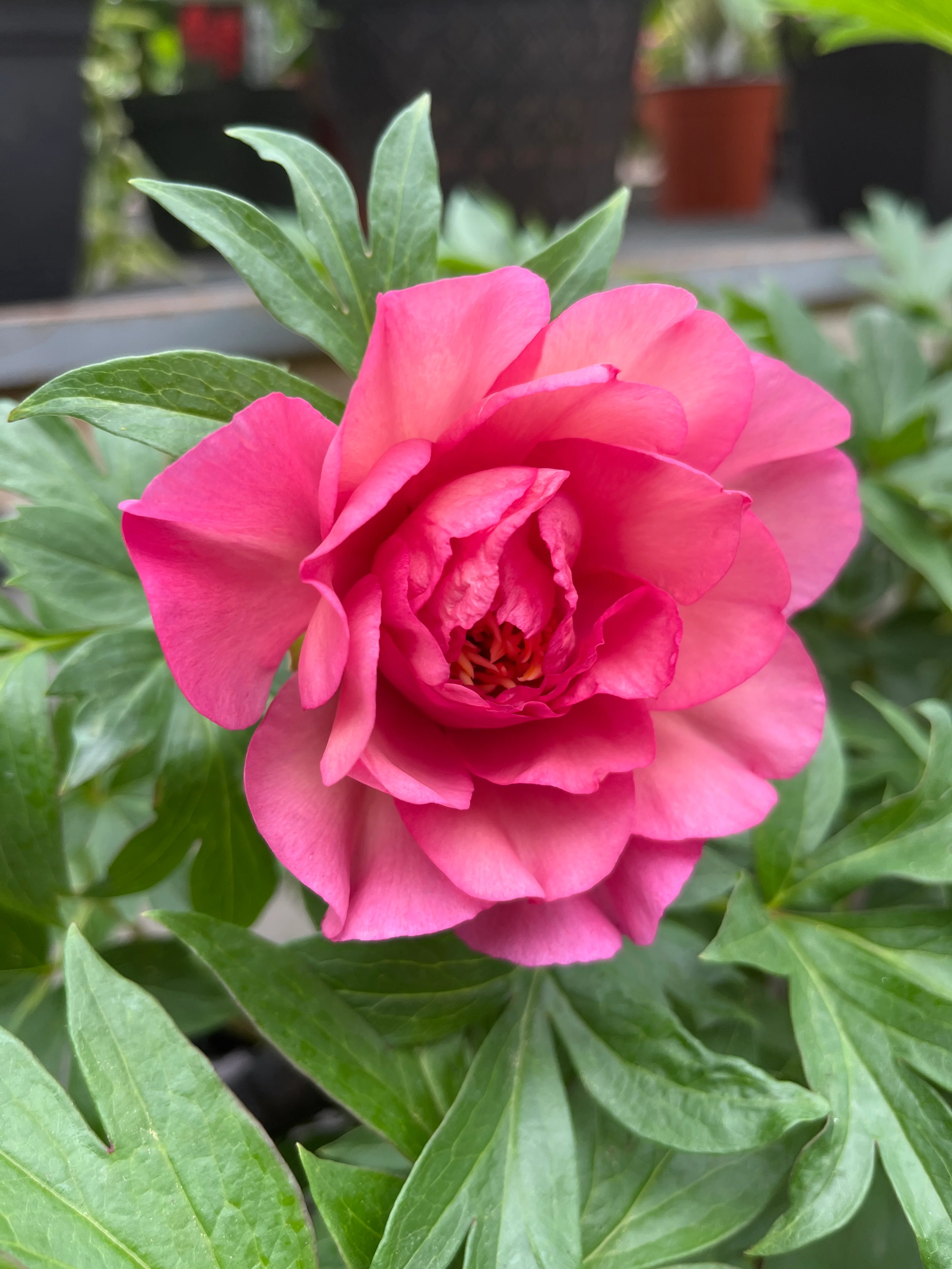 Julia Rose Itoh Peony | Paeonia - Image 5