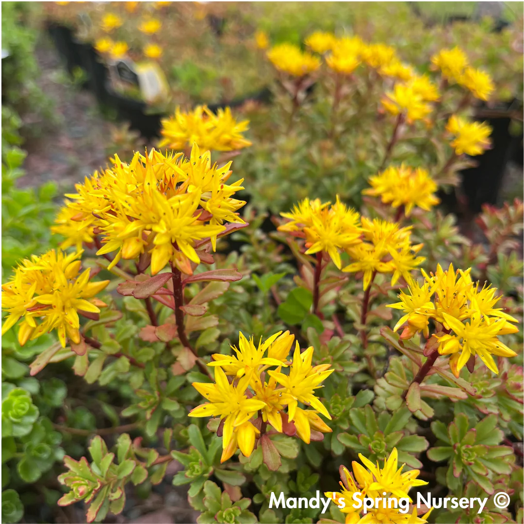 Kamtschaticum Gold Stonecrop | Sedum Groundcover - Image 6