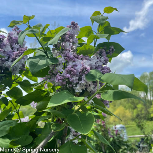 Katherine Havemeyer Lilac | Syringa vulgaris - Image 2