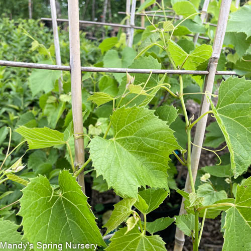 Kay Gray Grape | Vitis lubrusca hybrid - Image 2