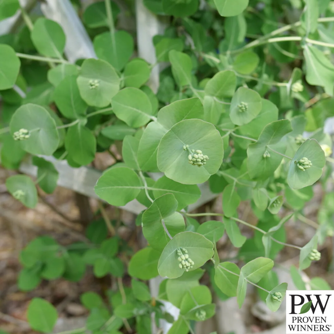 Kintzley's Ghost® Honeysuckle | Lonicera reticulata - Image 3