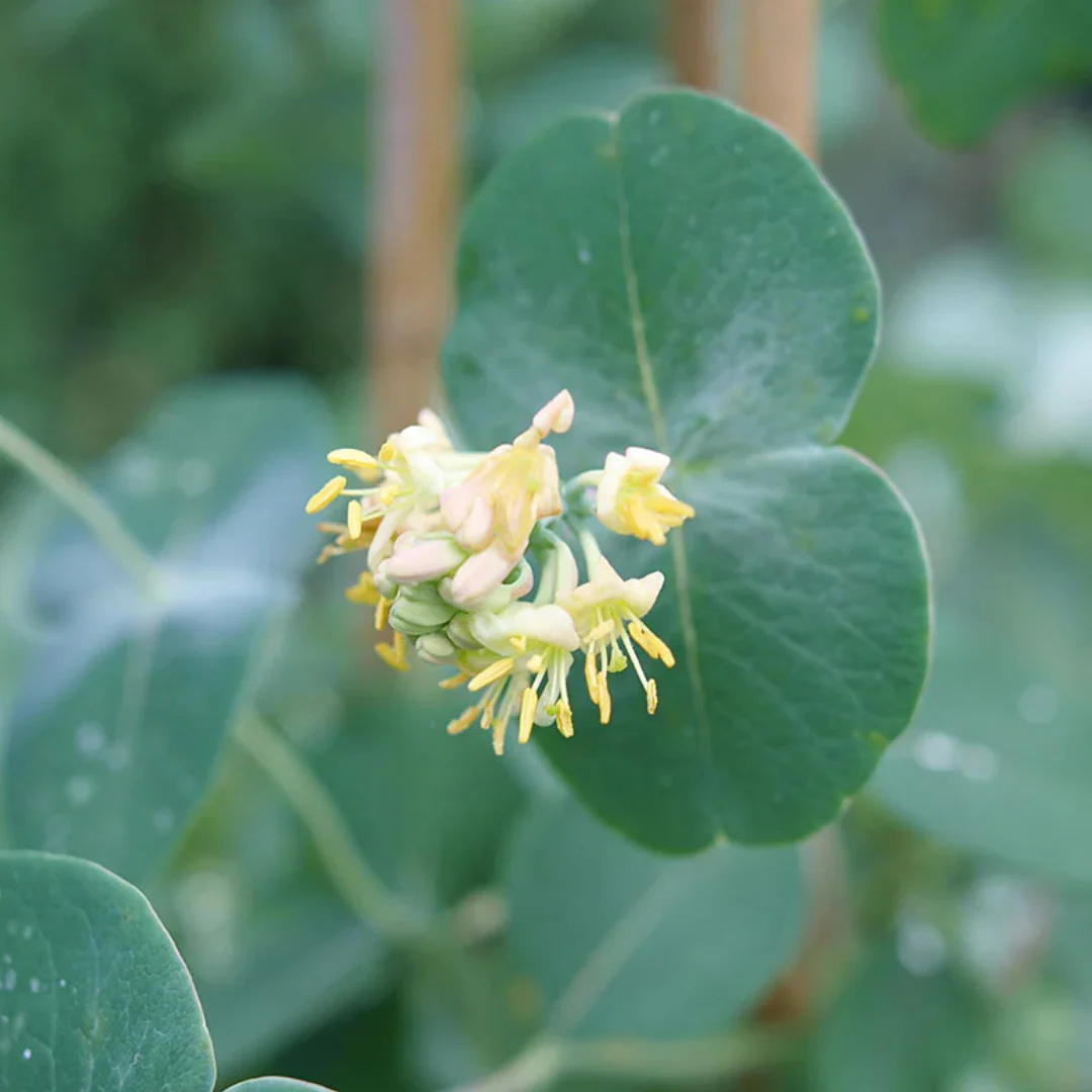 Kintzley's Ghost® Honeysuckle | Lonicera reticulata - Image 4