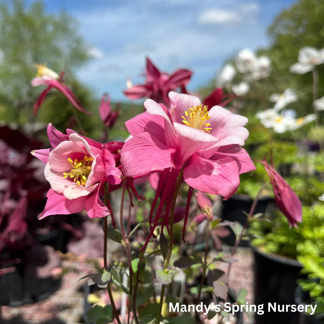 KIRIGAMI™ Mix Columbine | Aquilegia - Image 3