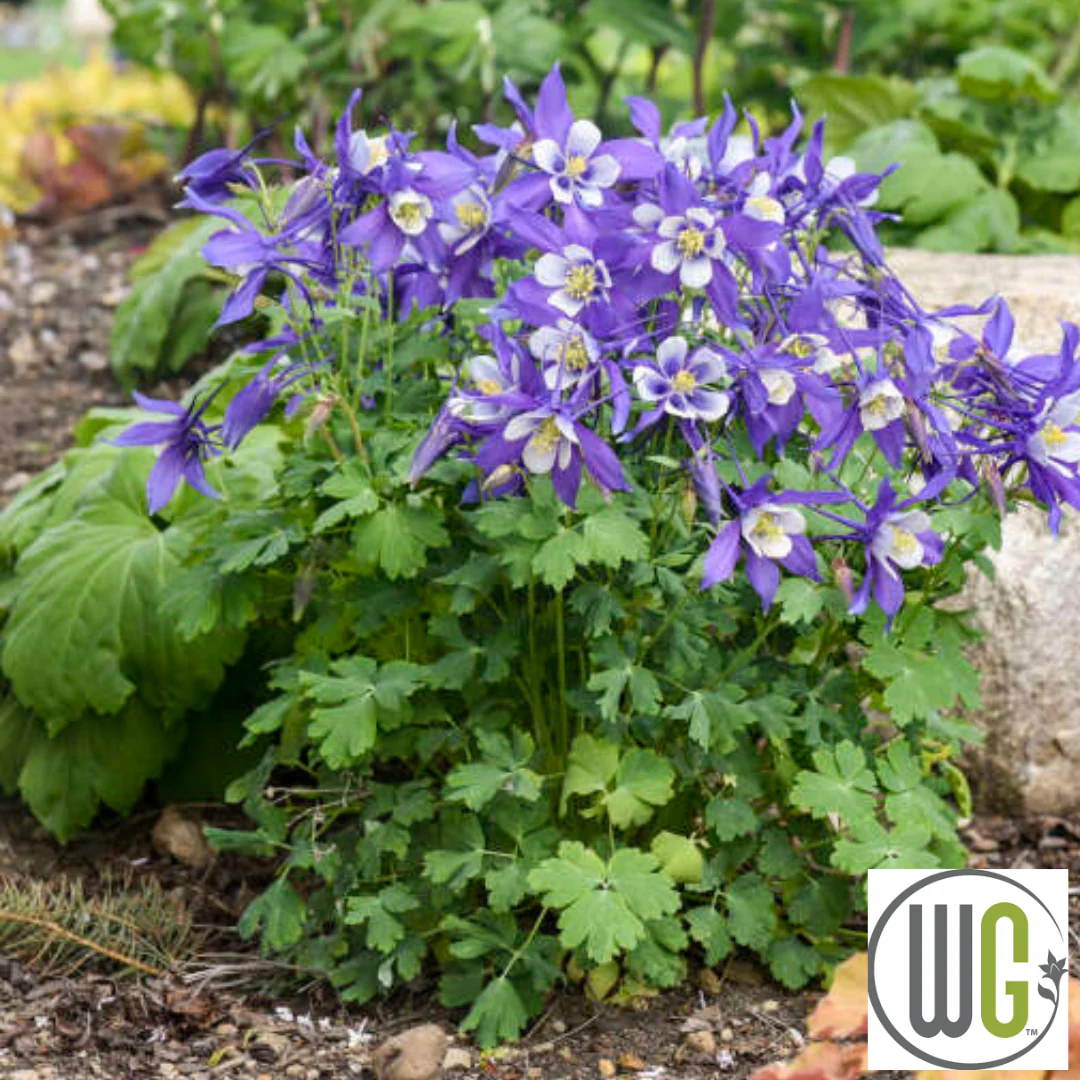 KIRIGAMI™ Mix Columbine | Aquilegia - Image 4