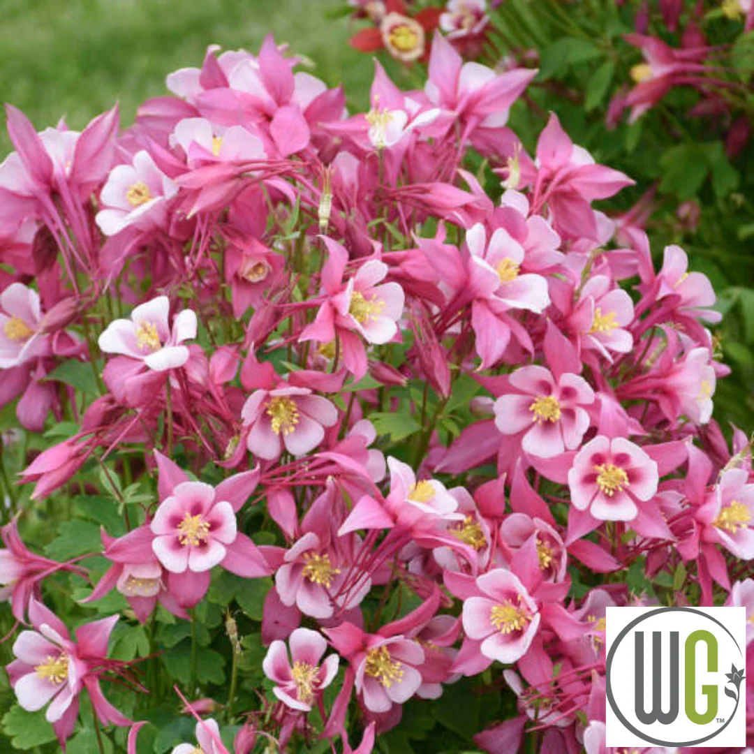 KIRIGAMI™ Mix Columbine | Aquilegia - Image 6