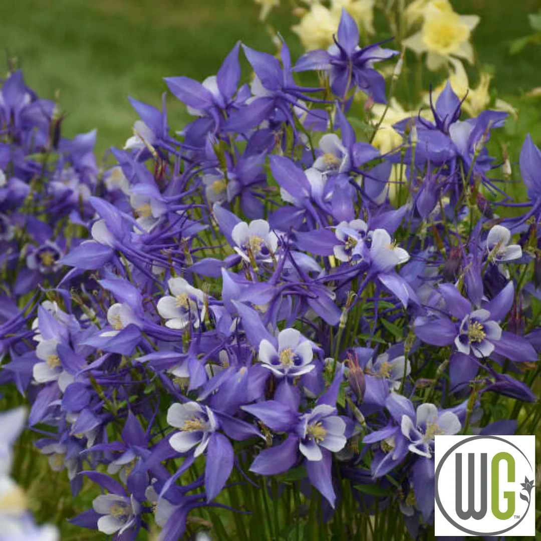 KIRIGAMI™ Mix Columbine | Aquilegia - Image 7