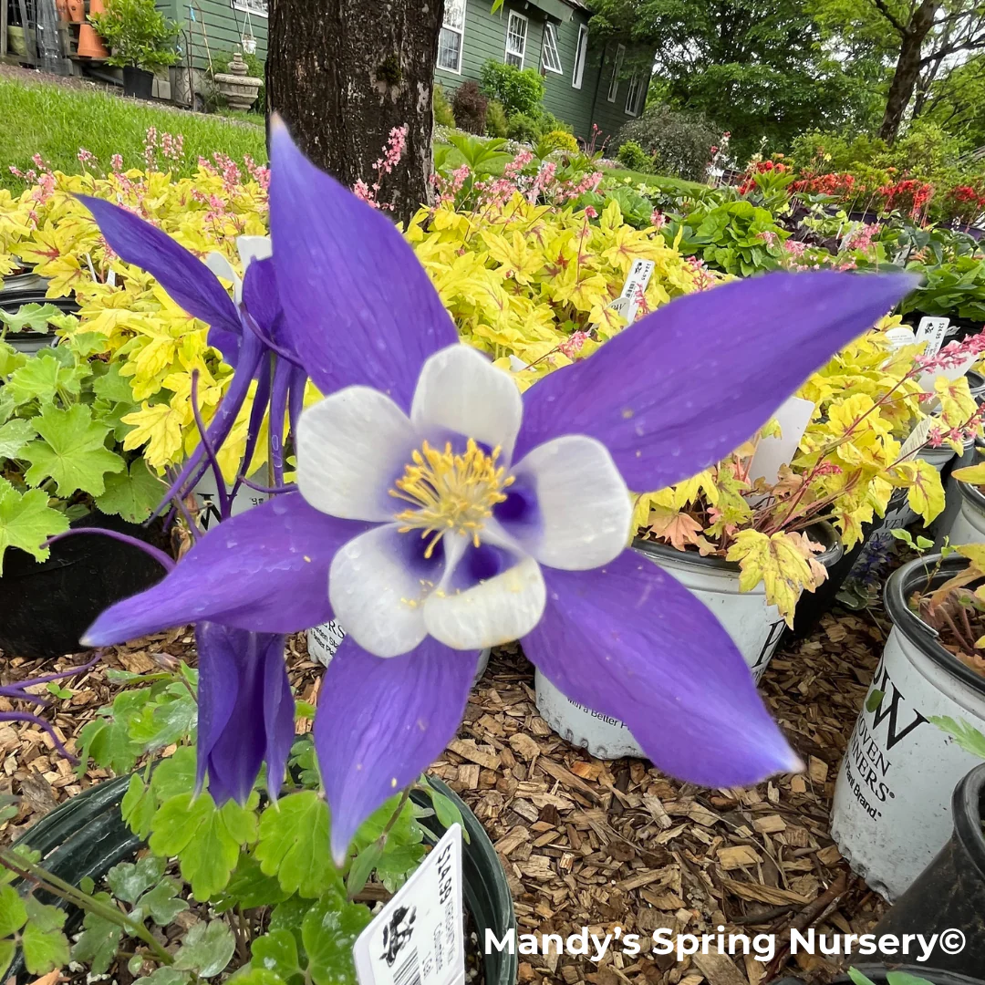 KIRIGAMI™ Mix Columbine | Aquilegia - Image 8