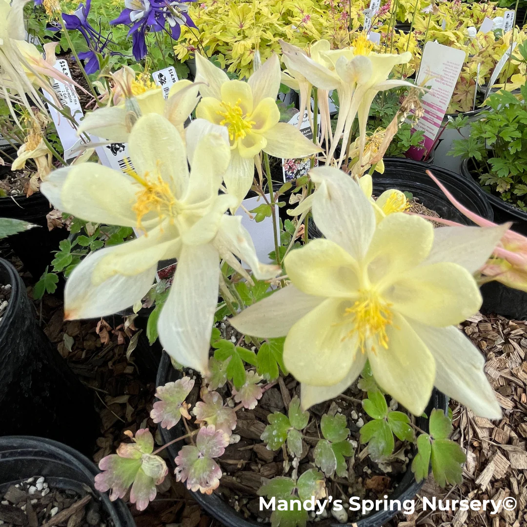 KIRIGAMI™ Mix Columbine | Aquilegia - Image 9