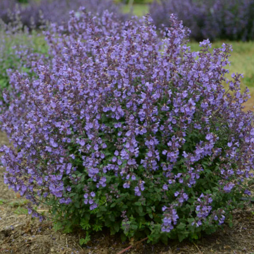 Kitten Around Catmint | Nepeta faassenii 'Kitten Around' - Image 2