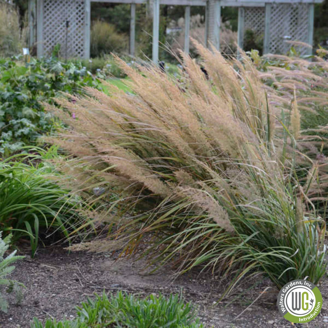 Korean Feather Reed Grass | Calamagrostis brachytricha - Image 3