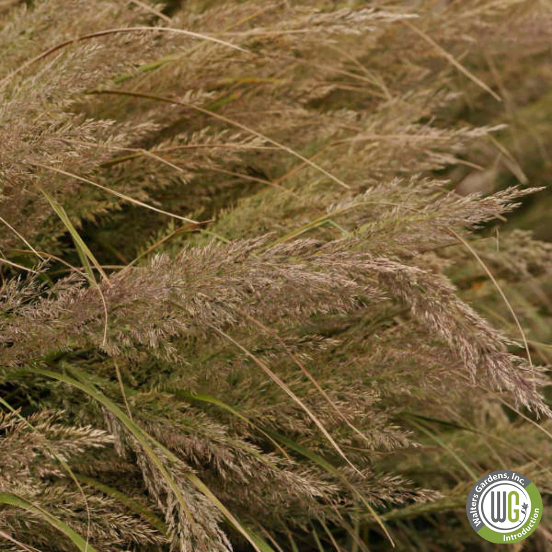 Korean Feather Reed Grass | Calamagrostis brachytricha - Image 4