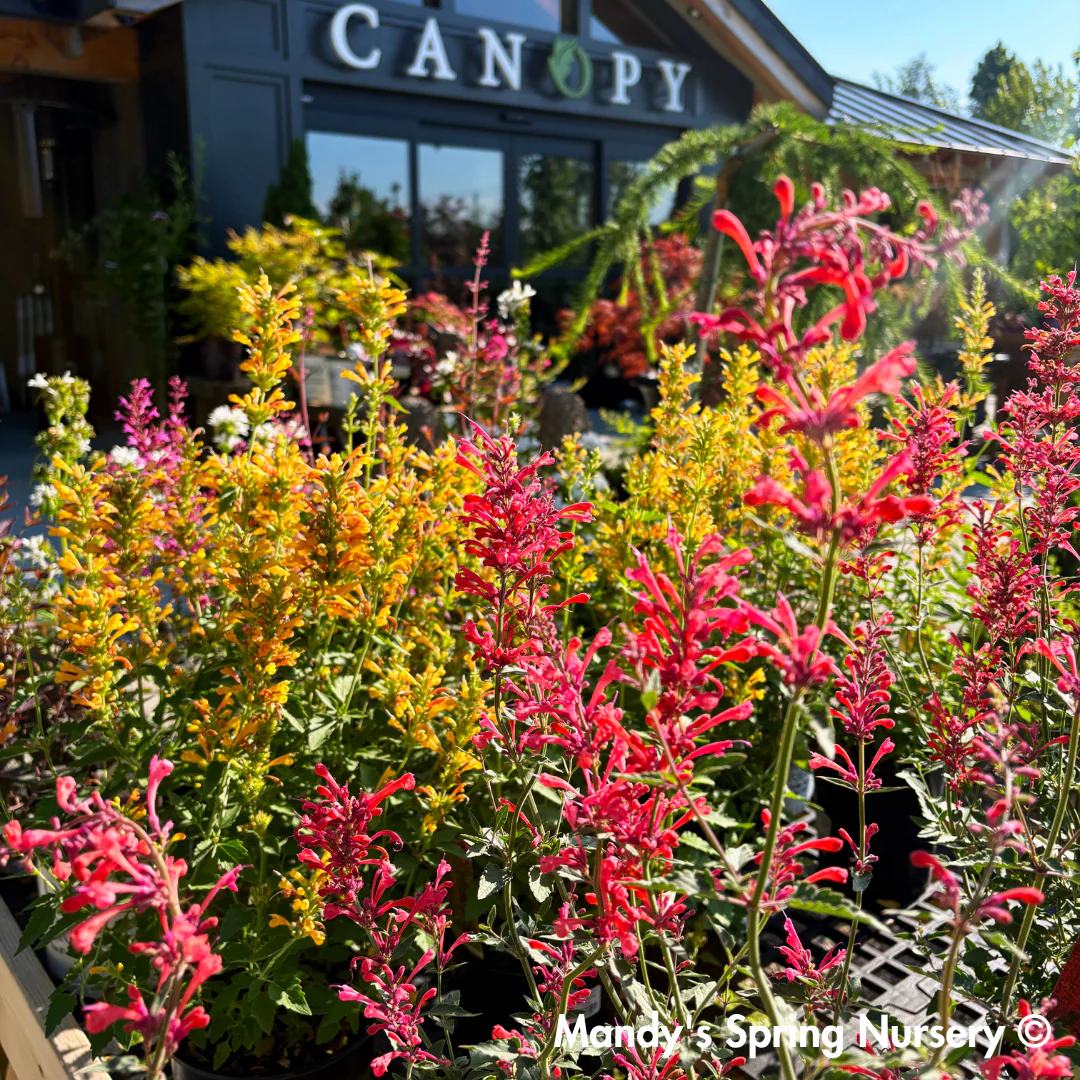 Kudos Yellow Dwarf Hummingbird Mint | Agastache - Image 2