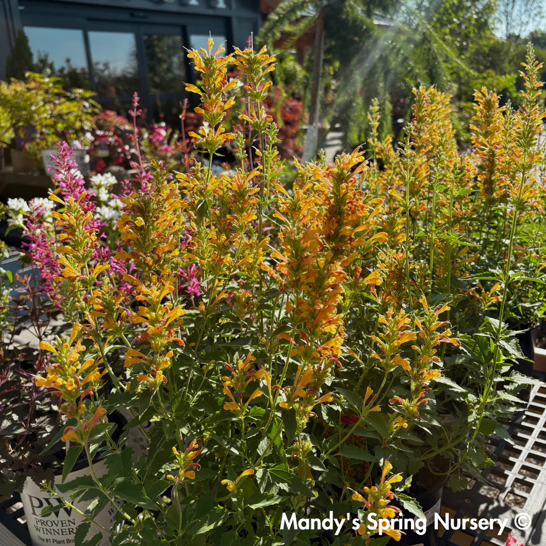 Kudos Yellow Dwarf Hummingbird Mint | Agastache - Image 3