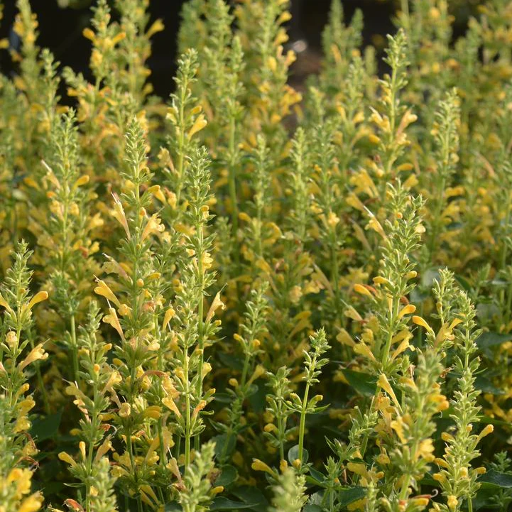 Kudos Yellow Dwarf Hummingbird Mint | Agastache - Image 5