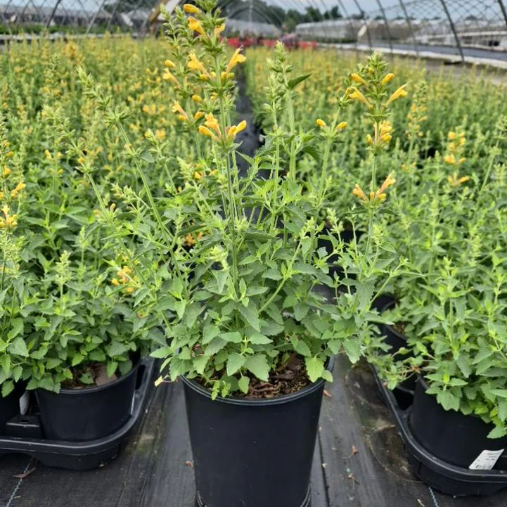 Kudos Yellow Dwarf Hummingbird Mint | Agastache - Image 6