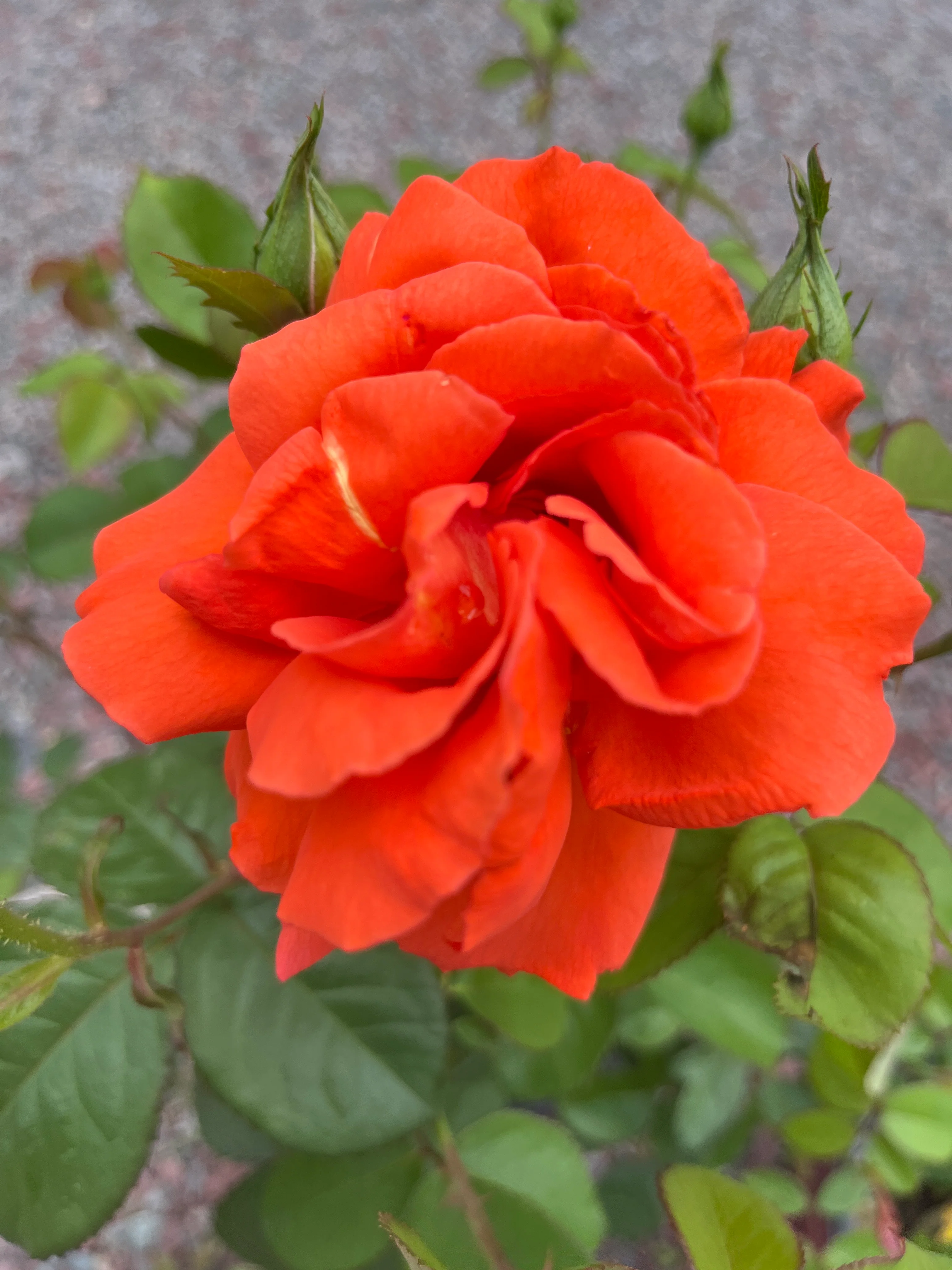 Las Vegas® Hybrid Tea Rose - Image 3