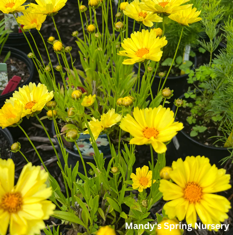 Leading Lady Sophia Tickseed | Coreopsis - Image 3